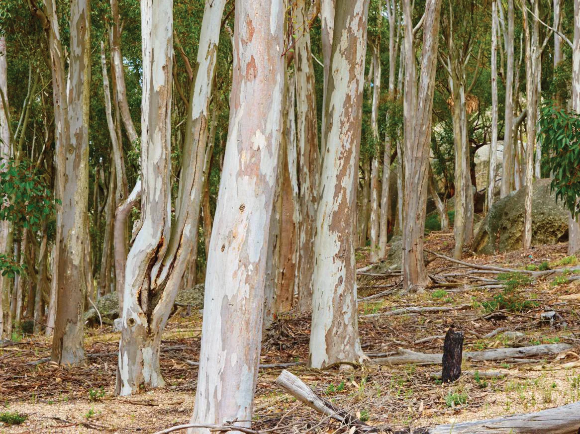 Eucalyptus plantation, the timber source for S-OSB